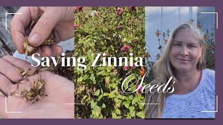 Saving Zinnia Seeds and Bringing Cuttings inside for the winter [upl. by Eanat940]