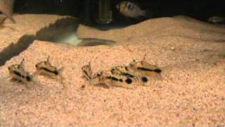 Cory Habrosus for sale at Tyne Valley Aquatics [upl. by Adneram]