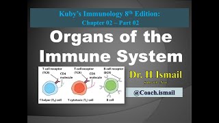 Organs of the Immune System  Bone Marrow Spleen Thymus Lymph Node amp More  Dr H Ismail [upl. by Htebaras]