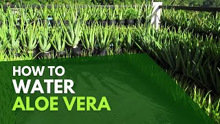 How To Water Aloe Vera Plant [upl. by Icram]