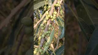 OMG  WOW  FICUS SALICIFOLIA FRUITS [upl. by Suchta]