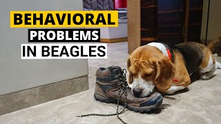 7 Common Behavioral Problems in Beagles and How to Deal with them [upl. by Noelle]