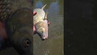 Grass Carp caught on a Bread Fly carpfishing fishing carp grass carp carponfly [upl. by Ardnuhsed]