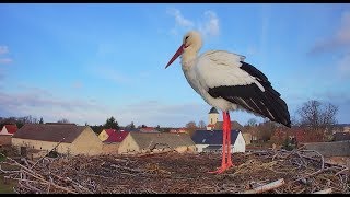 🔴 Livestream  Storchennest Fohrde  Nest 1 🐦 White Stork Bocian [upl. by Onidranreb]