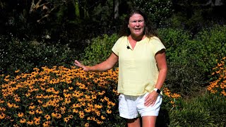 Get It Growing Blackeyed Susans give golden beauty through the fall [upl. by Zulch318]