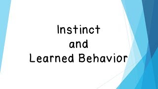 Instinct and Learned Behavior  Mr Pearson Teaches 3rd Grade [upl. by Kohcztiy418]