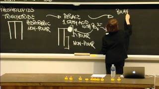 Macromolecules Lipids Carbohydrates Nucleic Acid Excerpt 1  MIT 701SC Fundamentals of Biology [upl. by Harrow]