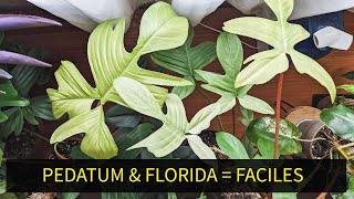 PHILODENDRON PEDATUM FLORIDA GREEN amp FLORIDA GHOST  DIFFERENCES CONSEIL ENTRETIEN MON AVIS [upl. by Yrok]