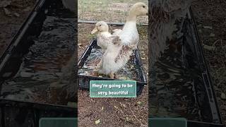 Welsh Harlequin ducklings on the homestead homesteading ducklings ducks homesteadinglife [upl. by Drof]