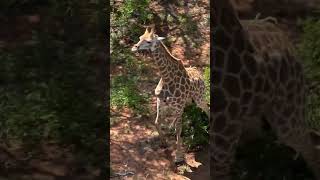 Young Giraffe Saved from Poacher’s Snare in Daring Rescue wildlife naturelovers [upl. by Akinom646]