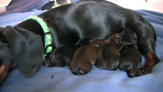 Dachshund 4th Puppy Birth [upl. by Irtimd679]