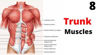 TRUNK Muscles  Lecture  8  Muscle Origin  Insertion  Action  Nerve Supply In English [upl. by Lidstone]