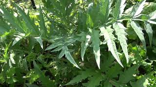 Green Globe artichoke  Cynara cardunculus  my 4th attempt to grow artichoke [upl. by Faith]