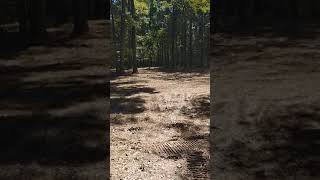 Underbrush Mulching Land Clearing 15 acres [upl. by Rebekkah]