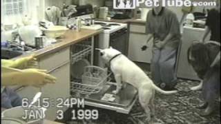 Funniest Pets amp People Episode 2 PetTube [upl. by Neerahs]