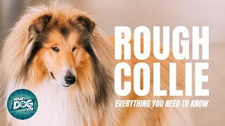 Rough Collie 101 Everything You Need To Know [upl. by Abbate]