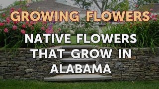 Native Flowers that Grow in Alabama [upl. by Sirovart]