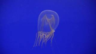 Bell Penicillate Jellyfish Красноглазая медуза 1486sp [upl. by Adiene]