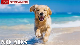 🔴12 Hours of Healing Music for Dogs 🐕 Stress Relief Music For Dogs 🐕 Calming Music For Dogs [upl. by Noreen]