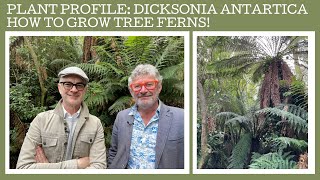 Plant Profile Dicksonia antarctica  how to grow Australian tree ferns [upl. by Hatfield]