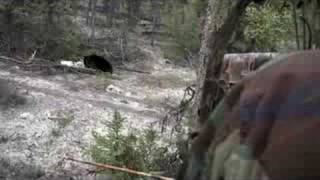 Misaw Lake Lodge Bear Kill Short WS HDV [upl. by Notsehc]