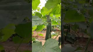 Commercial cucumber farming 😱🌱❤️reels share suscribe viralvideo like ytshorts [upl. by Marasco493]