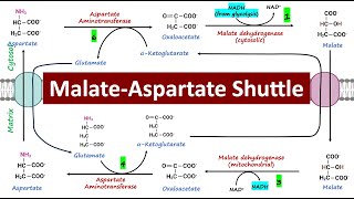 Metabolism  Electron Transport Chain DETAILED  Part 2 [upl. by Elolcin]