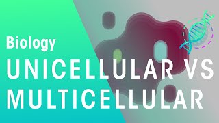 Unicellular vs Multicellular  Cells  Biology  FuseSchool [upl. by Benjamin]