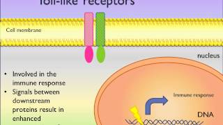 TollLike Receptor  TLRs Signaling Pathways  PicScience [upl. by Haon]