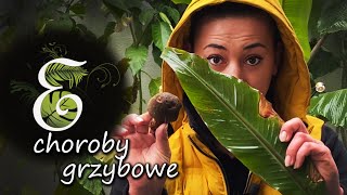 Choroby grzybowe roślin Skąd się biorą i jak je zwalczyć Grzyb na bananowcach Wyniki konkursu [upl. by Aiset164]