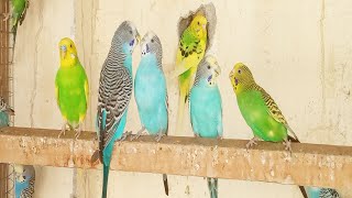 10 Hr Budgies Chirping Talking Singing Parakeets Sounds Reduce Stress  Relax to Nature Bird Sounds [upl. by Boylan]