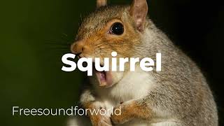 Squirrel Call sound effect [upl. by Lukash595]