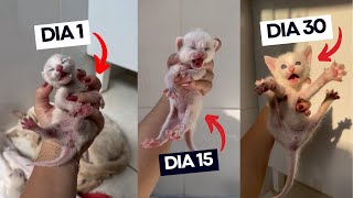 SONS PARA GATOS  GATO FILHOTE MIANDO  VEJA A EVOLUÇÃO DO CHORO E MIADO DE UM GATINHO EM 30 DIAS 😻 [upl. by Alamak]