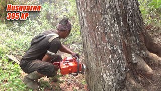 skills of a mahogany lumberjack with chainsaw Husqvarna 395 xp [upl. by Ainud]