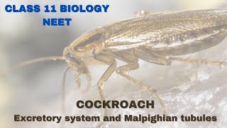 Excretory System of cockroach  Class 11 BiologyNEET [upl. by Calise]