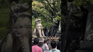 Kiyomizudera Temple Kyoto Japan flowers [upl. by Pegg211]