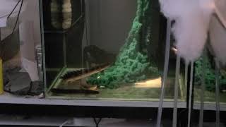 Territorial behavior of Polypterus palmas palmas before breeding [upl. by Vanden]