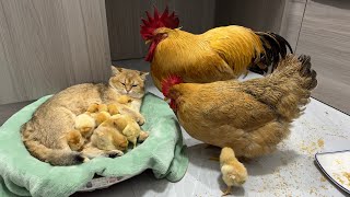 The rooster and the hen were stunned on the spot The gentle kitten takes good care of the chicks🐥 [upl. by Winifield688]