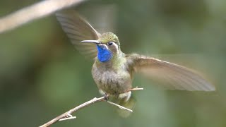 Bluethroated Mountaingem [upl. by Adihsaar]