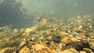 Stream fishes spawn on stoneroller nests [upl. by Cyprio]