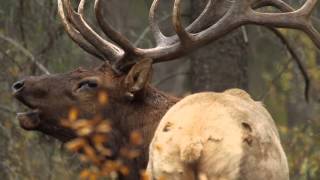 Bull Elk Bugling during the Rut [upl. by Eniluqcaj]