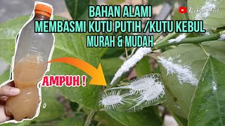 LANGSUNG KO ‼️Hama kutu putih pada tanaman jeruk [upl. by Vada264]