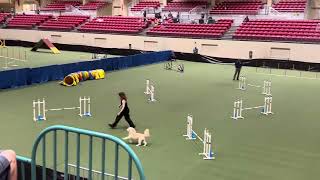 Goldendoodle Agility AKC [upl. by Niboc]