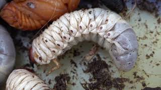 observe the activity of beetle larvae and millipede in the container [upl. by Carry]