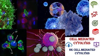 NK cell mediated cytolysis cell mediated cytolysis cell mediated immunity Immunology [upl. by Rafter]