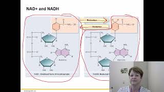 BIOL 1406 Chapter 7 Part 1 Recorded Lecture [upl. by Baudoin]