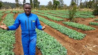 The Largest Sukuma Wiki Nursery bed in the World Giving them Free to my Community 🌱 [upl. by Friederike264]