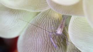 Bubble coral shrimp [upl. by Carlee]