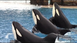 Orca Encounter Full Show at SeaWorld San Diego  May 21 2018 [upl. by Ilek]