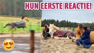 DE PAARDEN KOMEN NAAR HUIS en ALLES LATEN ZIEN  felinehoi VLOG 542 [upl. by Noskcire]